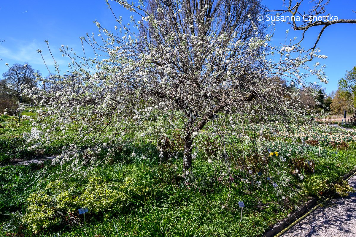 Baum für kleine Gärten: Weidenblättrige Birne (Pyrus salicifolia) zur Blütezeit Baum für kleine Gärten: Weidenblättrige Birne (Pyrus salicifolia) mit weißen Blüten und bis zum Boden überhägenden Zweigen