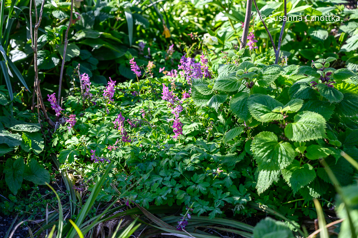 Hohler Lerchensporn (Corydalis cava) mit Nesselkönig (Lamium orvala)