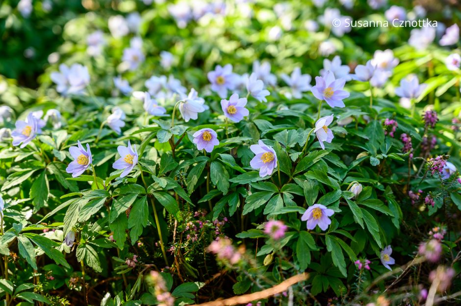 Buschwindröschen, Strahlen-Anemone und Co.: zauberhafte Anemonen im ...
