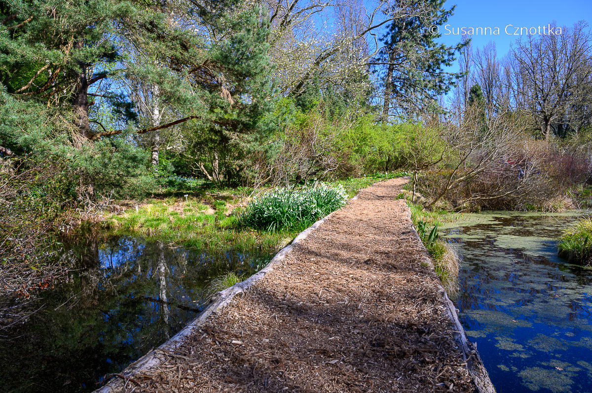 Gartenwege: ein Mulchweg führt über einen Teich in einem Moorgarten