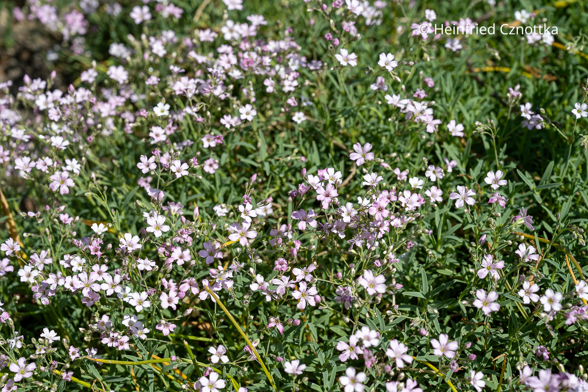 Polster mit zarten rosa Blütchen: Kriechendes Schleierkraut (Gypsophila repens) 'Pink Star'