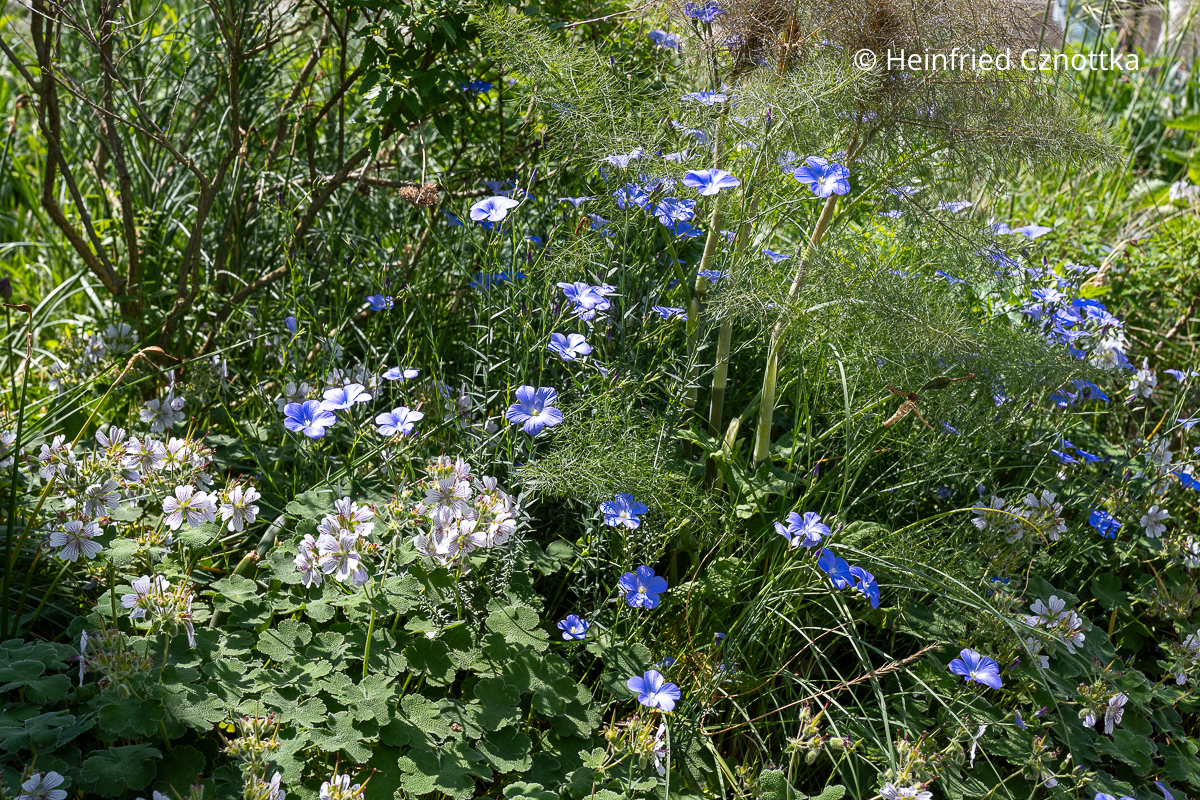 Blauer Lein (Linum perenne) mit Kaukasus-Storchschnabel (Geranium renardii) und dem feinen Laub des Fenchels (Foeniculum vulgare) Blauer Lein (Linum perenne) mit Kaukasus-Storchschnabel (Geranium renardii) und dem feinen Laub des Fenchels (Foeniculum vulgare)