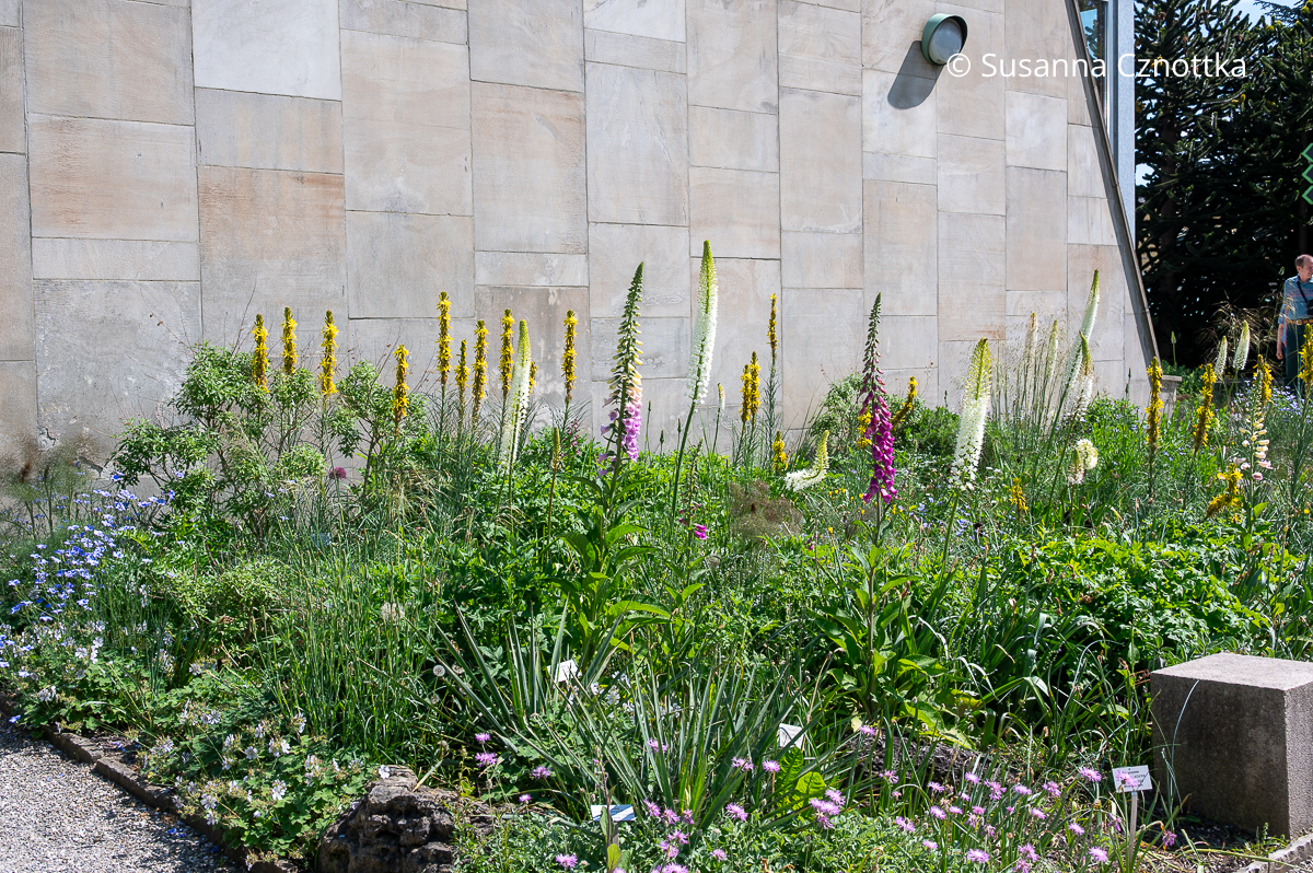 Weiße Steppenkerzen (Eremurus), gelber Affodil (Asphodeline lutea) und Roter Fingerhut (Digitalis purpurea) im sonnigen Beet Weiße Steppenkerzen (Eremurus), gelber Affodil (Asphodeline lutea) und Roter Fingerhut (Digitalis purpurea) im sonnigen Beet vor einer hellen modernen Mauer
