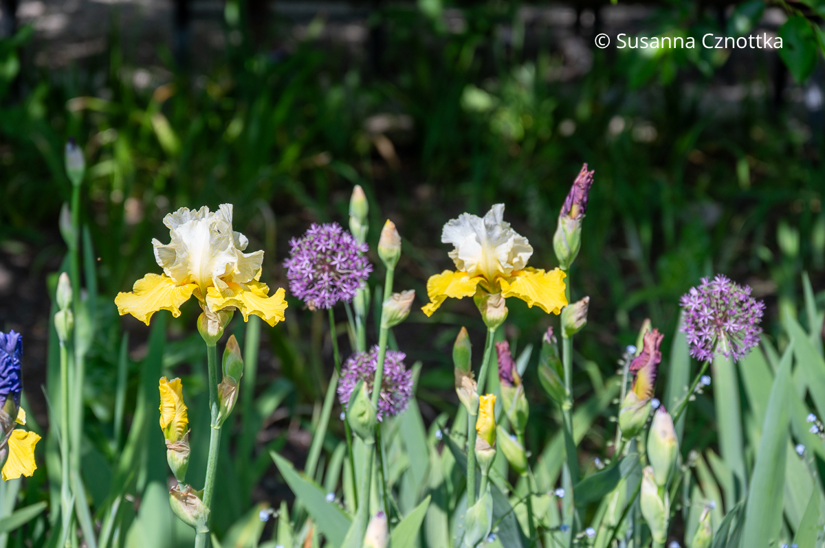 Hohe Bart-Iris (Iris barbata-elatior) mit violettem Zierlauch Hohe Bart-Iris (Iris barbata-elatior) mit gelb-weißen Blüten mit violettem Zierlauch