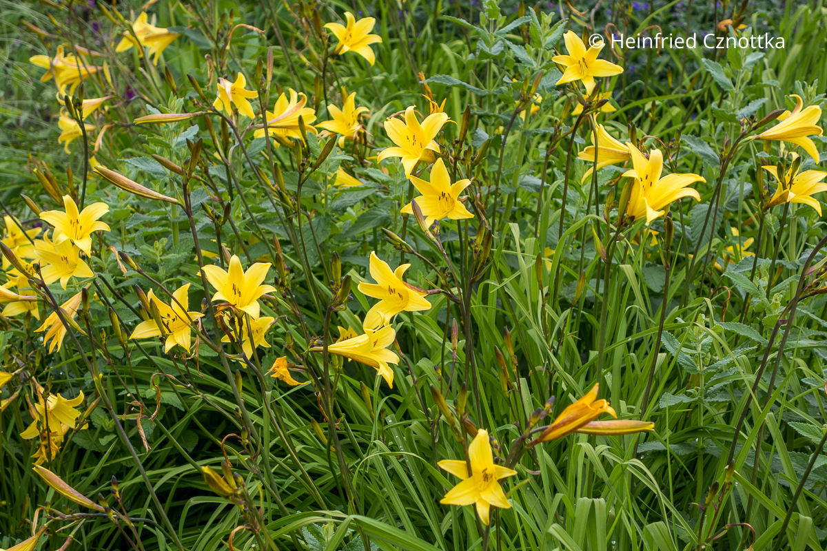 Blüten für einen Tag: Taglilien, hier die Kleine Taglilie (Hemerocallis minor) Die Kleine Taglilie (Hemerocallis minor) mit gelben Blüten