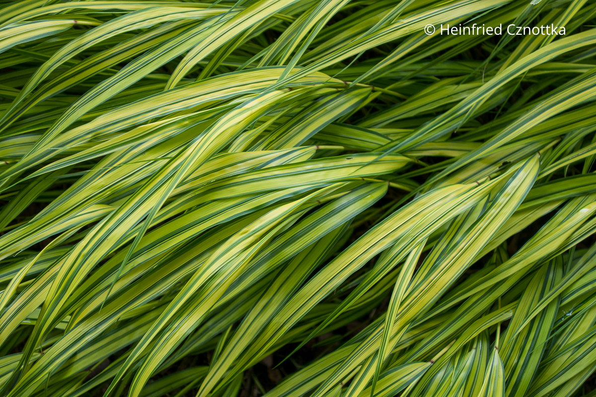 Japan-Goldbandgras (Hakonechloa macra) 'Aureola' mit gelben Streifen auf den Halmen