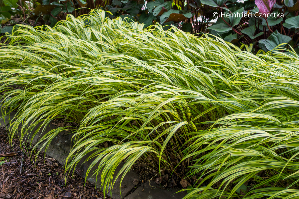 Japan-Berggras (Hakonechloa macra) 'Aureola' mit gelben Streifen Japan-Berggras (Hakonechloa macra) 'Aureola' mit gelben Streifen