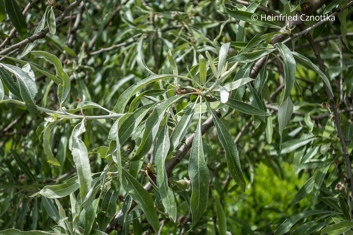 Blätter der Weidenblättrigen Birne (Pyrus salicifolia) Graugrüne, länglich-schmale Blätter der Weidenblättrigen Birne (Pyrus salicifolia)