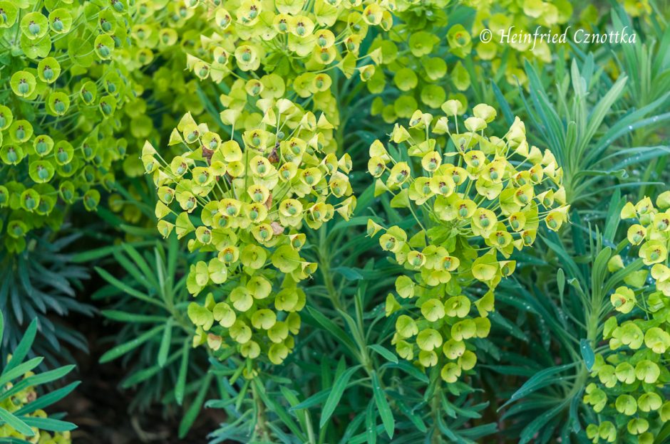 Farbe im GartenTeil 1: Aller Anfang ist grün – Einfach Garten