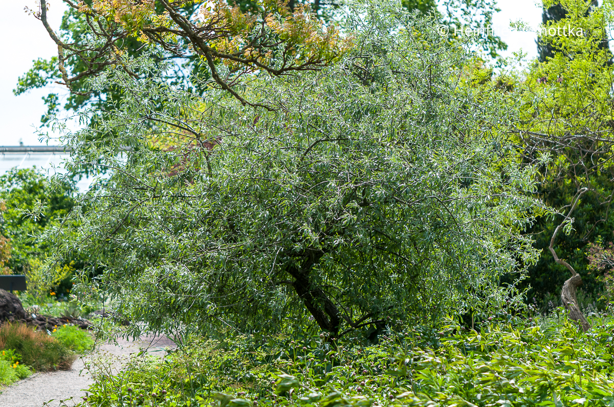 Kleiner Baum für den mediterranen Garten: Weidenblättrige Birne (Pyrus salicifolia) Kleiner Baum für den mediterranen Garten: Weidenblättrige Birne (Pyrus salicifolia)