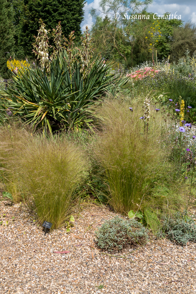 Zartes Federgras (Nasella tenuissima) und Palmlilie (Yucca)  im Kiesgarten (Beth Chatto Gardens)