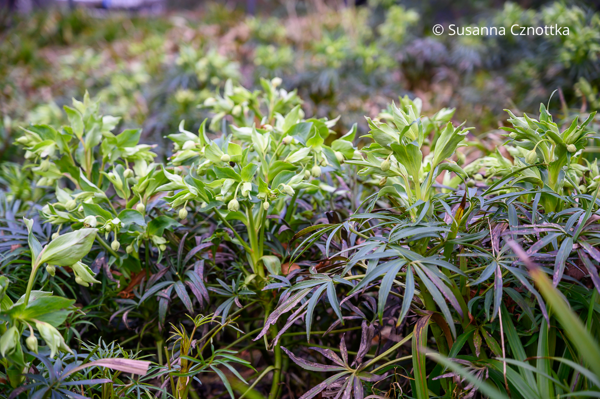 Stinkende Nieswurz oder Palmblatt-Schneerose (Helleborus foetidus)