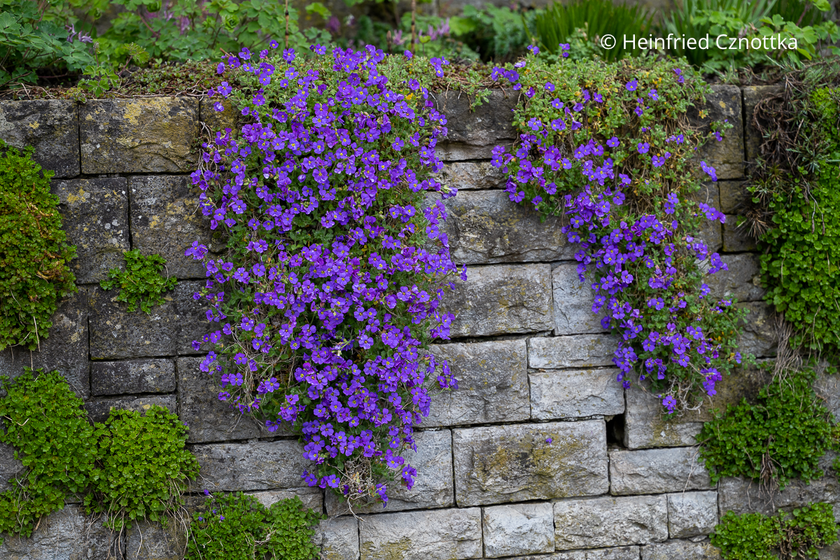 Klassische Polsterstaude: Blaukissen (Aubrieta-Hybride) an einer Mauer
