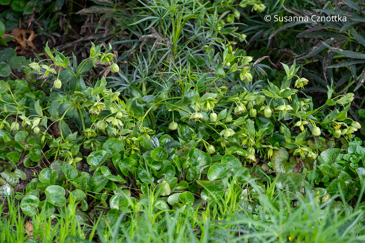 Palmblatt-Nieswurz (Helleborus foetidus) mit Haselwurz (Asarum europaeum)
