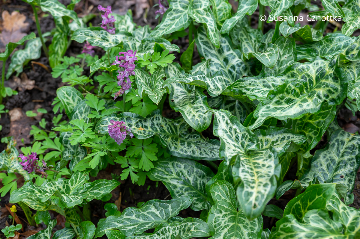 Hohler Lerchensporn (Corydalis cava) und Italienischer Aronstab (Arum italicum) 