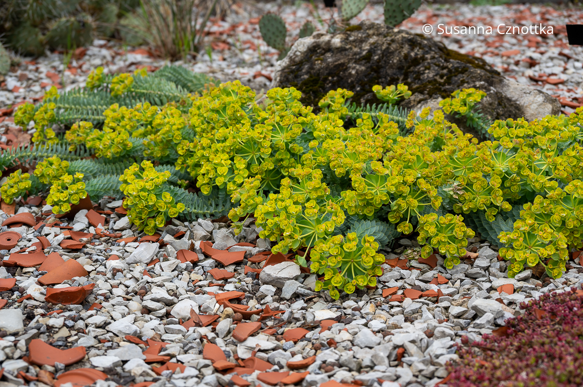 Die Walzen-Wolfsmilch (Euphorbia mysinites) im Kiesbeet in voller Blüte