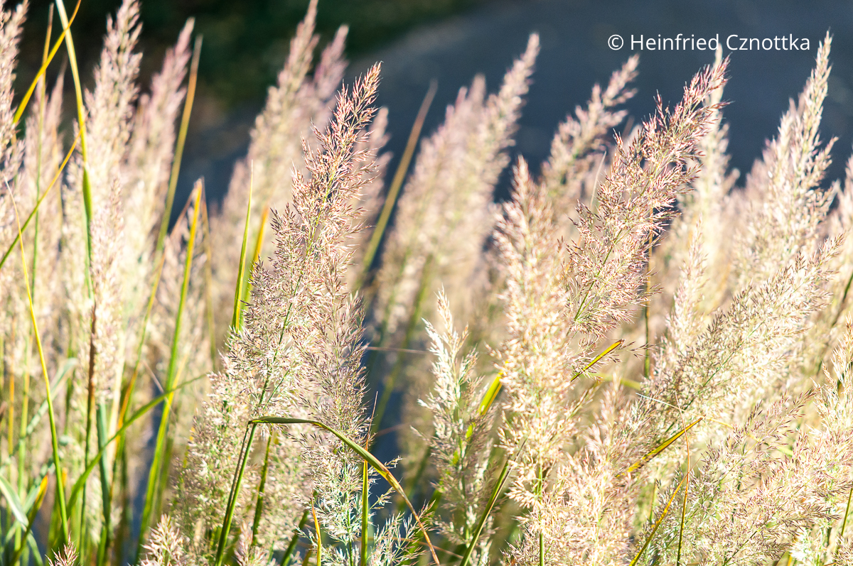 Die Blüten des Diamantgrases (Calamagrostis brachytricha) schimmern leicht rosa.