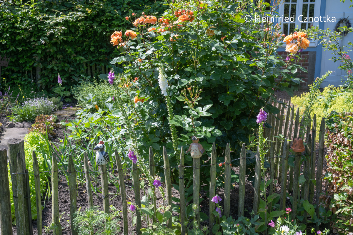 Eine Englische Rose in Lachsrosa hinter einem Staketenzaun Eine Englische Rose in Lachsrosa hinter einem Staketenzaun