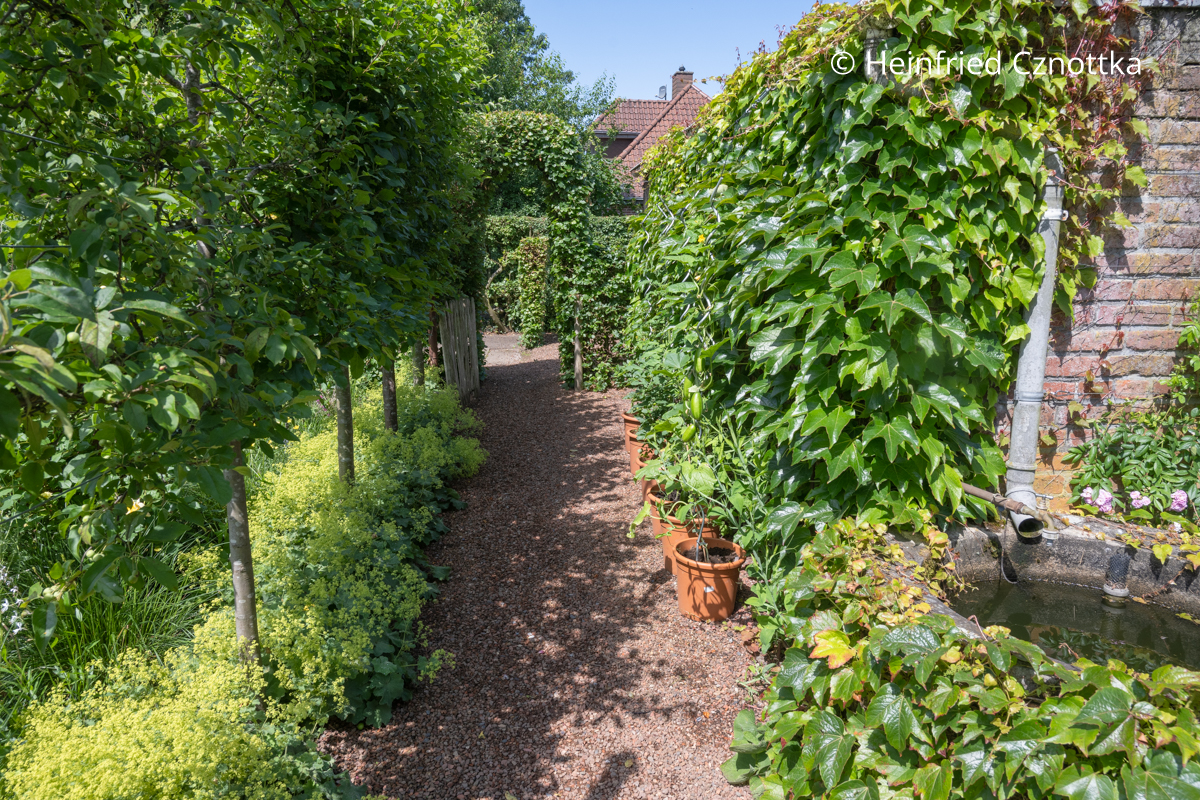 Ein Gartenweg zwischen einer mit Wildem Wein berankten Hauswand und einer Stelzenhecke aus Zieräpfeln Ein Gartenweg zwischen einer mit Wildem Wein berankten Hauswand und einer Stelzenhecke aus Zieräpfeln