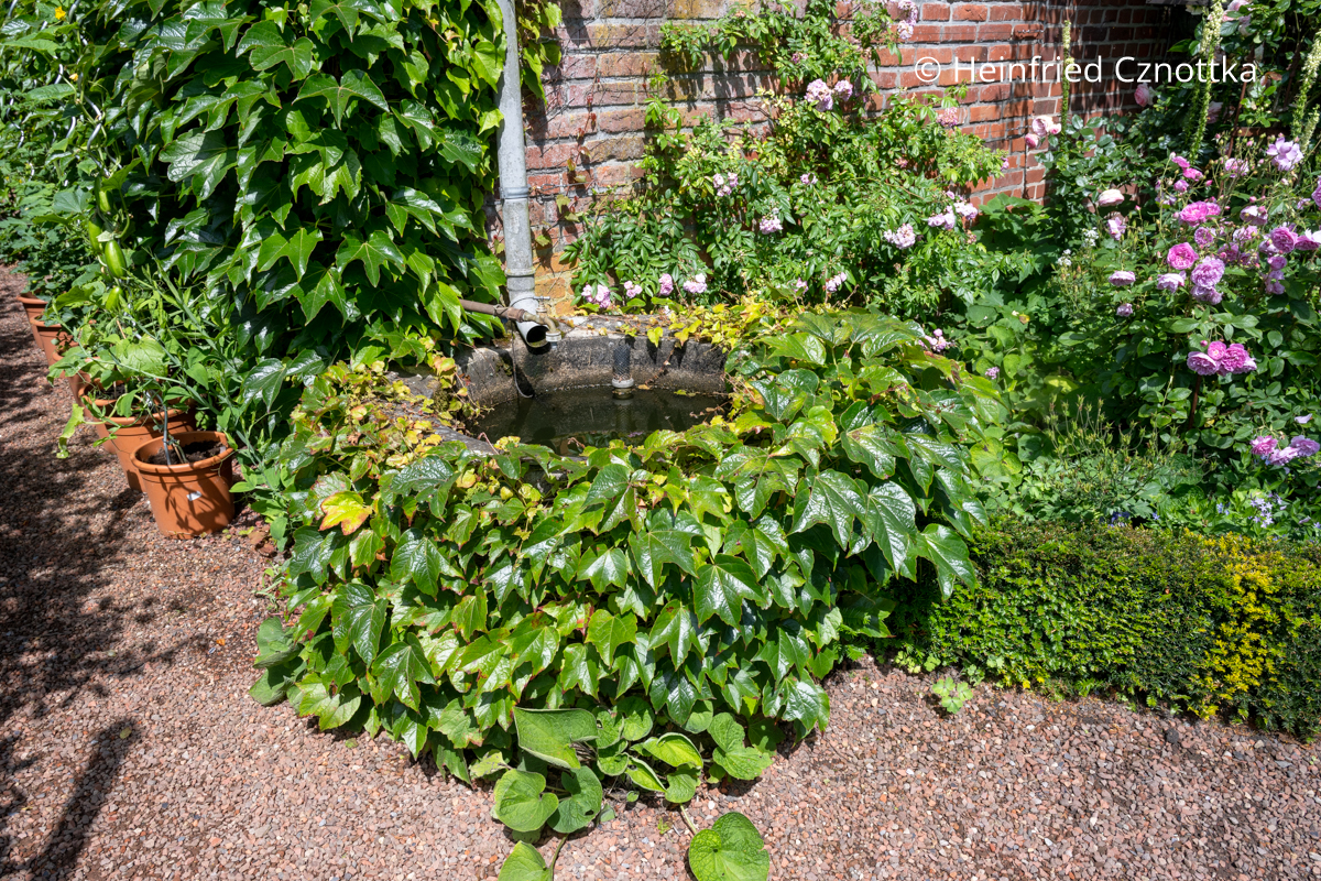 Eine mit Wildem Wein (Parthenocissus tricuspidata) bewachsene Regentonne Eine mit Wildem Wein (Parthenocissus tricuspidata) bewachsene Regentonne