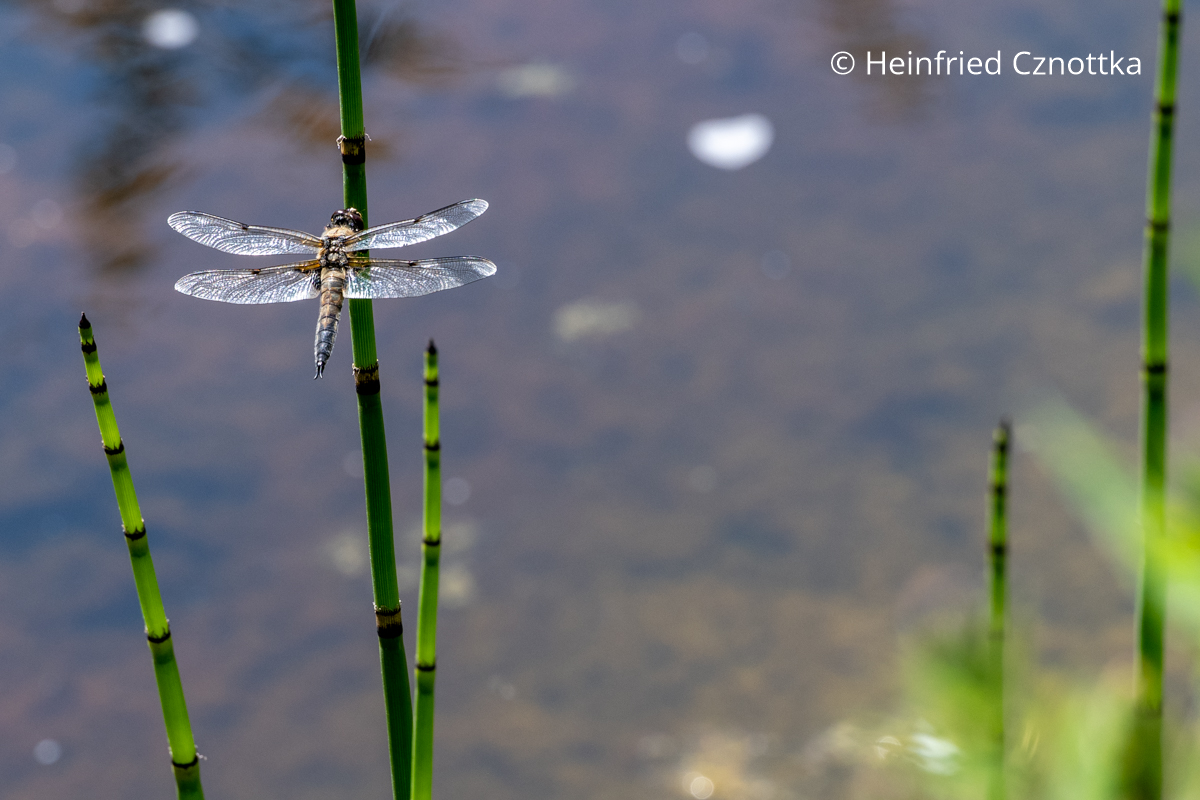 Eine Libelle am Schachtelhalm Eine Libelle am Schachtelhalm