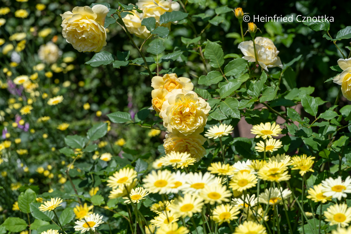 Gelbe Englische Rose 'The Poet's Wife' und Färberkamille (Cota tinctoria) 'E.C. Buxton' Gelbe Englische Rose 'The Poet's Wife' und blassgelbe Färberkamille (Cota tinctoria) 'E.C. Buxton'