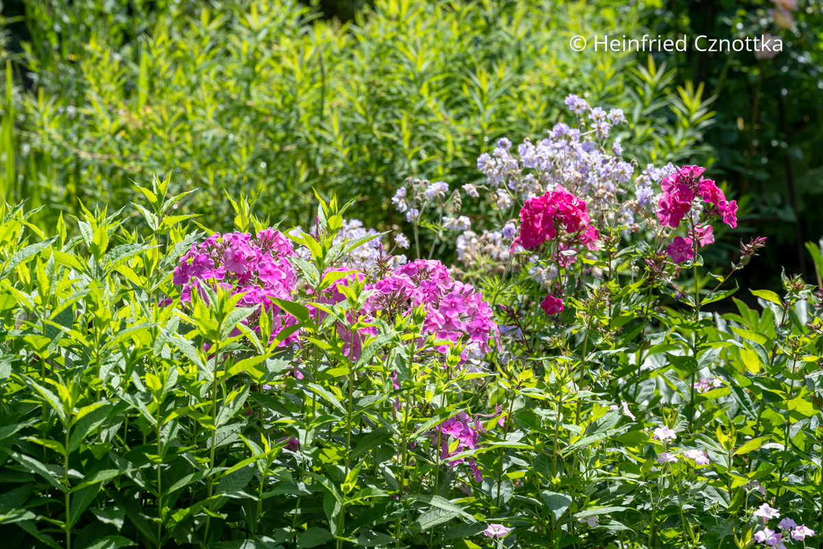 Gefüllter Wiesen-Storchschnabel (Geranium pratense) 'Summer Skies' und Sommer-Phlox (Phlox paniculata) Hellblauer Gefüllter Wiesen-Storchschnabel (Geranium pratense) 'Summer Skies' und pinker Sommer-Phlox (Phlox paniculata)