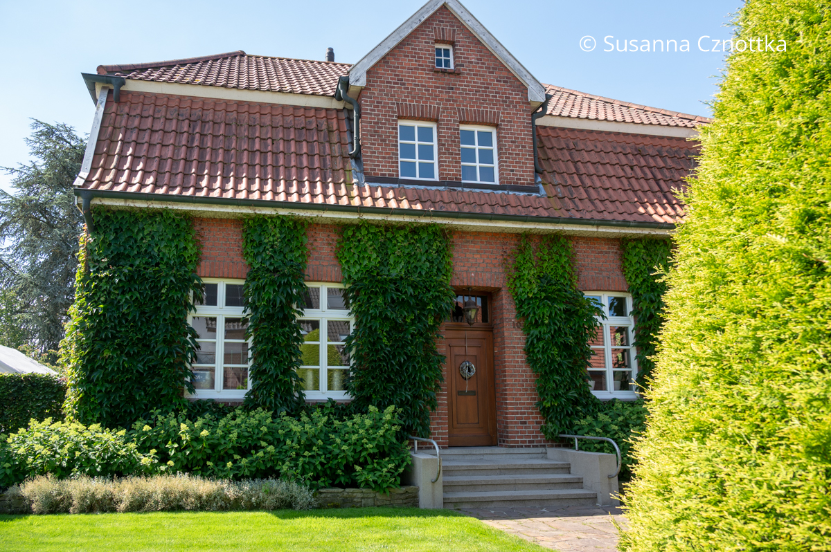 Ein mit Wildem Wein (Parthenocissus tricuspidata) bewachsenes Backsteinhaus