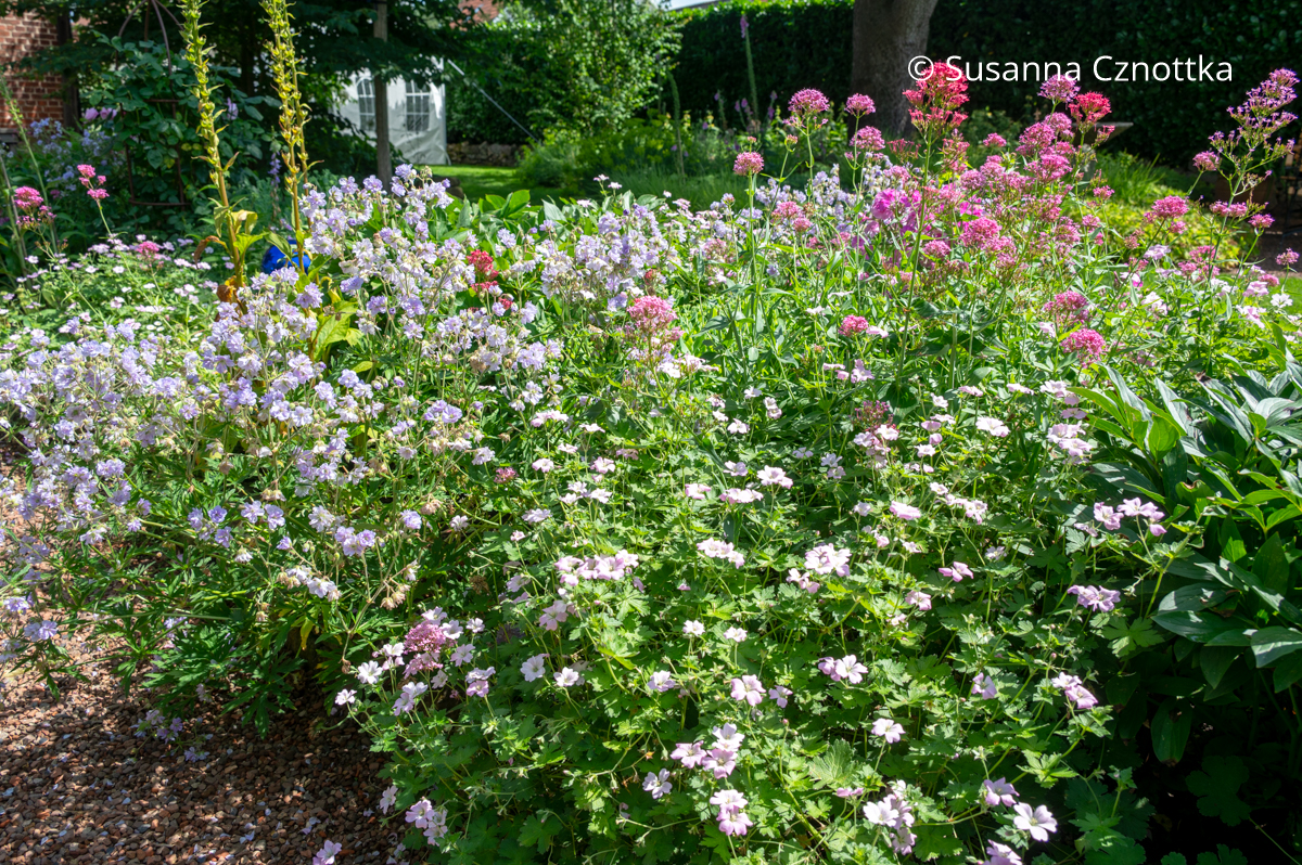 Staudenkombination: Rote Spornblume (Centranthus ruber), Storchschnabel (Geranium-Hybride) 'Dreamland' und Gefüllter Wiesen-Storchschnabel (Geranium pratense) 'Summer Skies' Staudenkombination: Rote Spornblume (Centranthus ruber) in rosa und Rot und hellblauer Gefüllter Wiesen-Storchschnabel (Geranium pratense) 'Summer Skies'