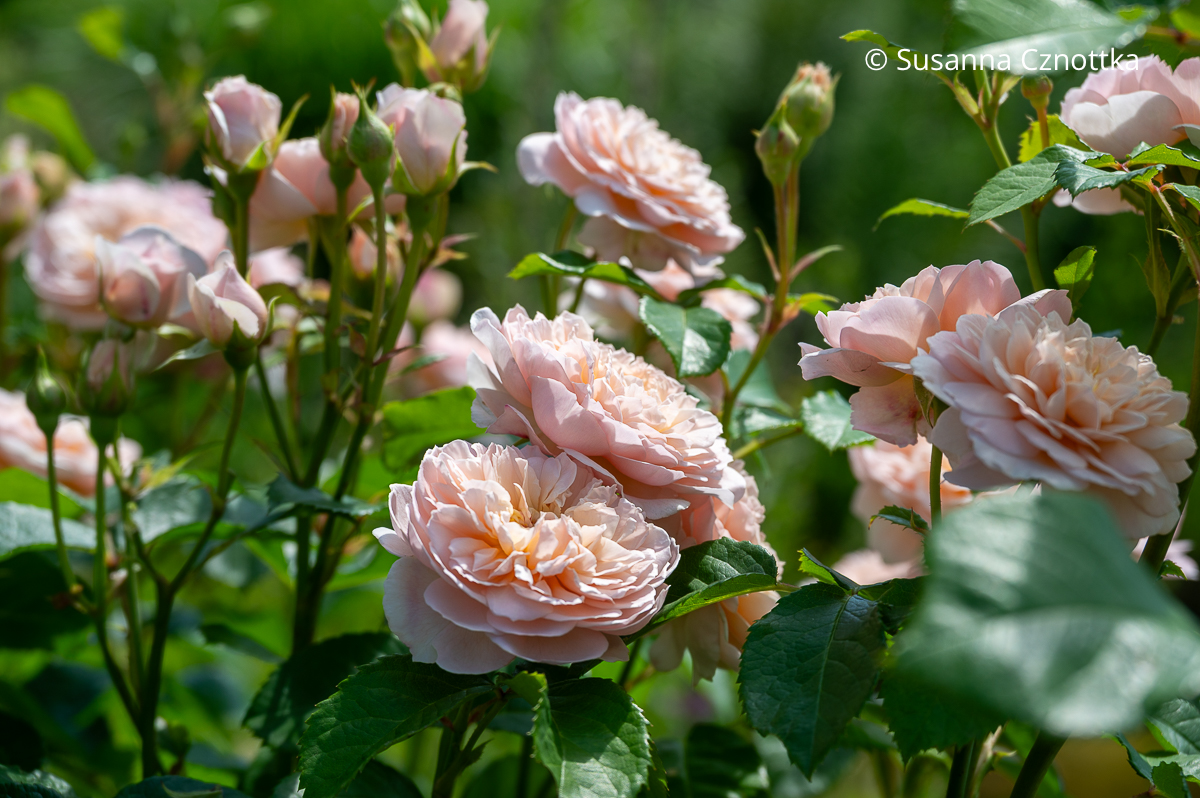 Rosenblüten in zartem Lachsrosa: Englische Rose 'Abraham Darby' ('AUScot') Rosenblüten in zartem Lachsrosa: Englische Rose 'Abraham Darby' ('AUScot')