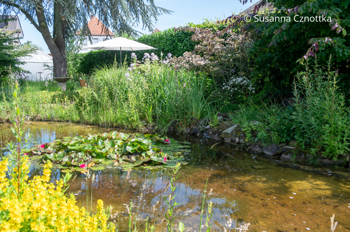 Blick über einen Gartenteich mit Seerosen Blick über einen Gartenteich mit Seerosen