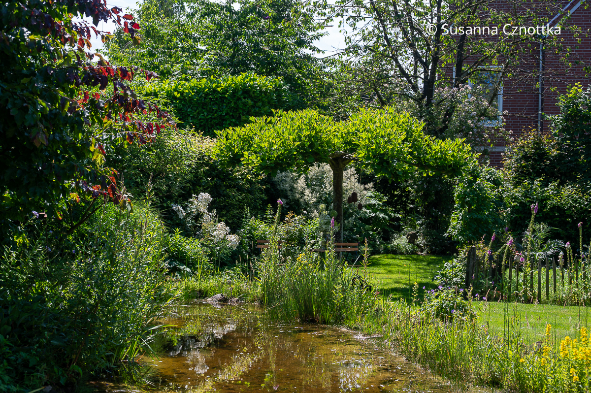 Eine Dachplatane hinter einem Gartenteich Eine Dachplatane hinter einem Gartenteich