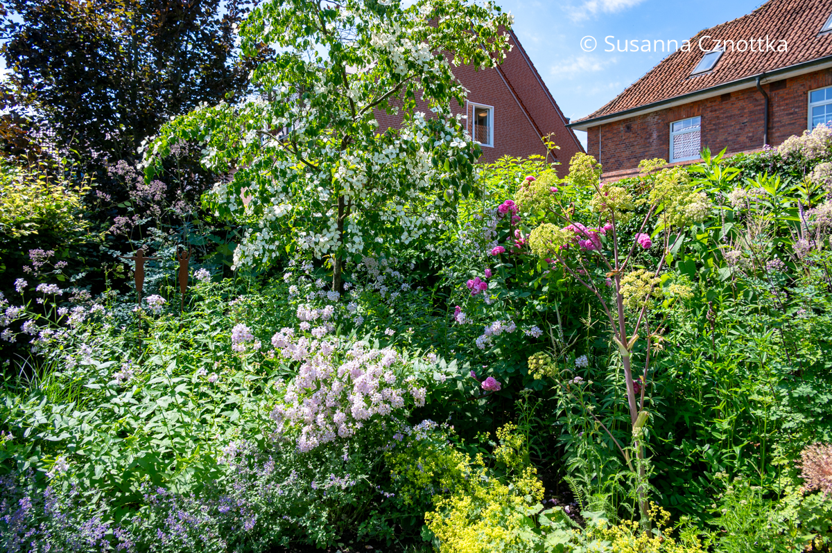Mixed Border mit Japanischem Blumen-Hartriegel (Cornus kousa), Dolden-Glockenblume (Campanula lactiflora) 'Loddon Anna' und Engelwurz (Angelica) Mixed Border mit Japanischem Blumen-Hartriegel (Cornus kousa), Dolden-Glockenblume (Campanula lactiflora) 'Loddon Anna' und Engelwurz (Angelica)