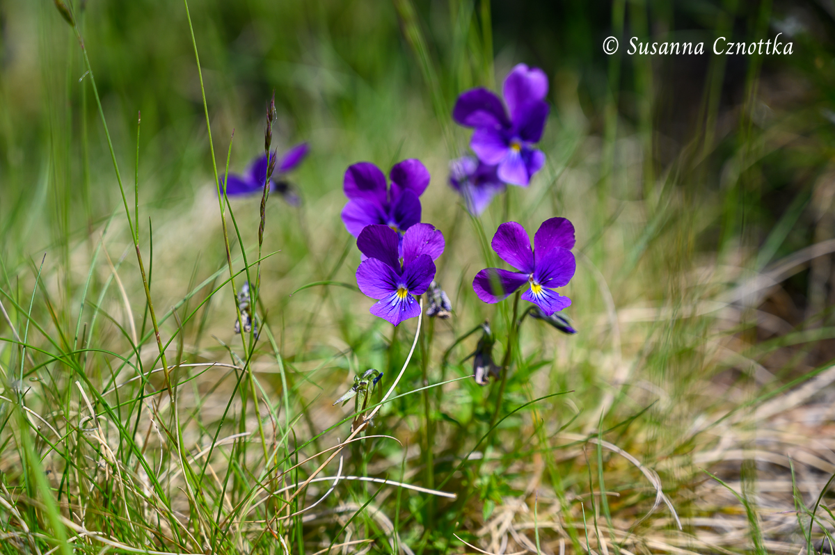 Eine zarte Erscheinung: das Violette Galmei-Veilchen (Viola guestphalica)