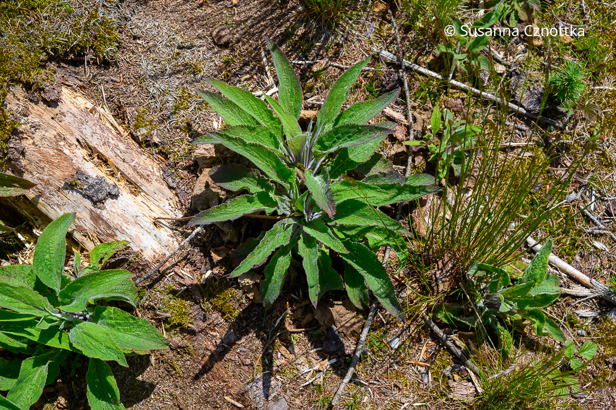 Rosetten des Roten Fingerhutes (Digitalis purpurea) im ersten Jahr Rosetten des Roten Fingerhutes (Digitalis purpurea) im ersten Jahr