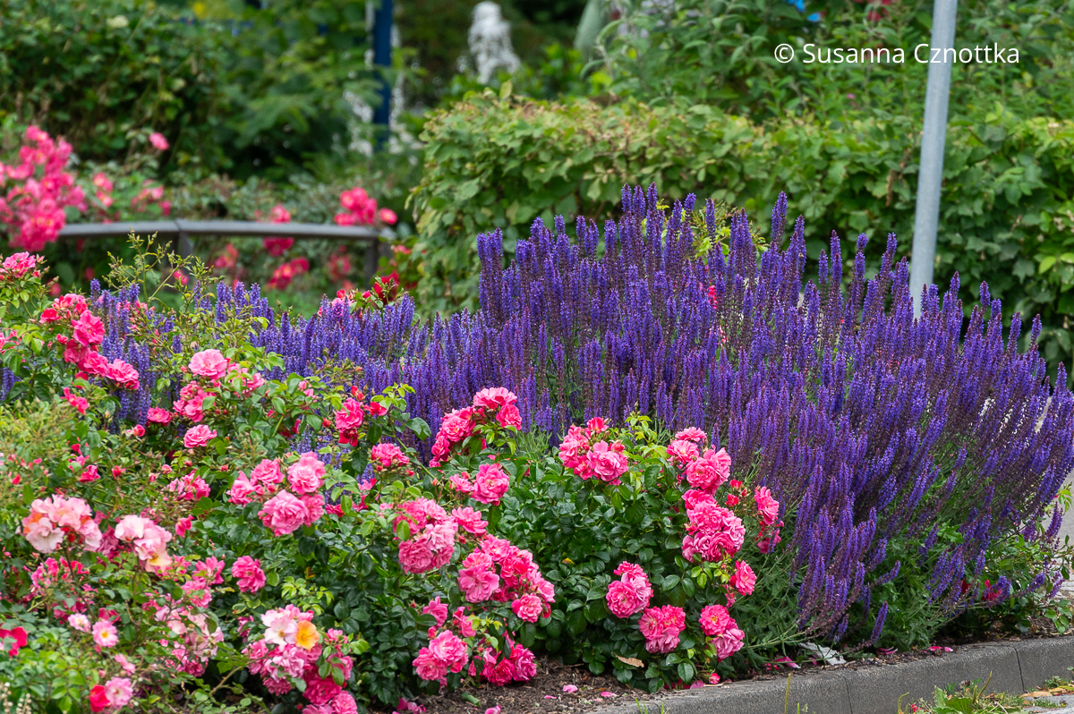 Violetter Steppen-Salbei (Salvia nemorosa) und pinke Kleinstrauchrosen im Straßenbeet