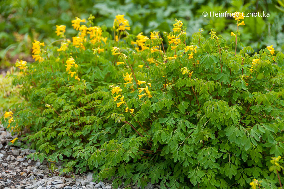 Gelber Scheinlerchensporn (Pseudofumaria lutea syn. Corydalis lutea)