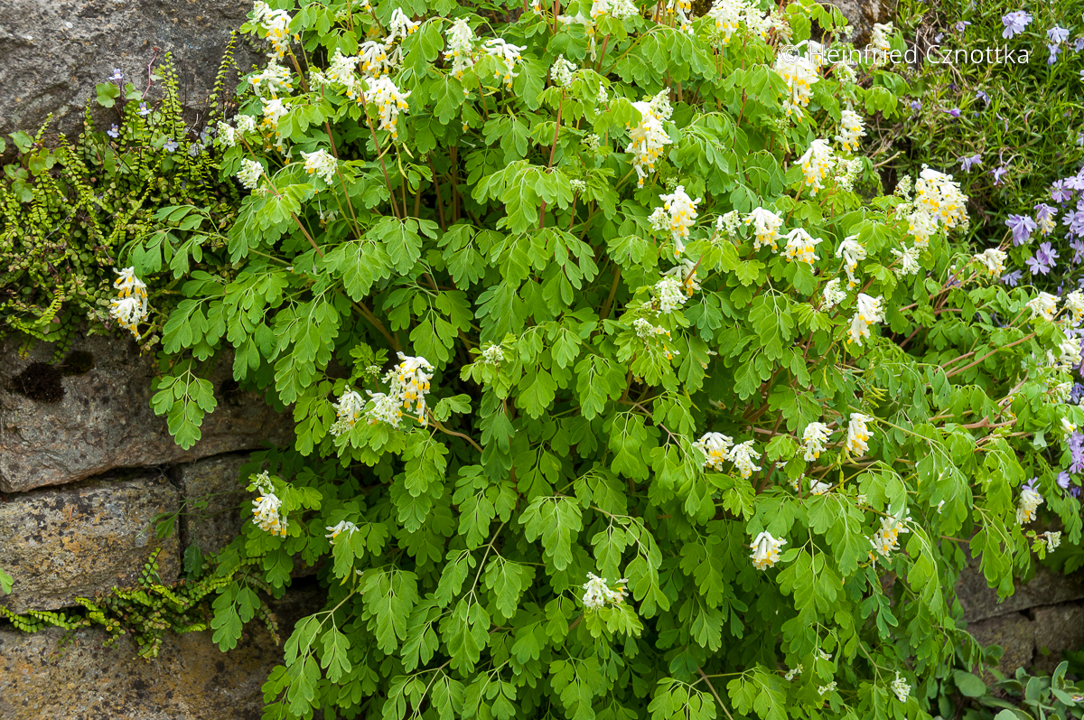 Blassgelber Scheinlerchensporn (Pseudofumaria alba syn. Corydalis ochroleuca)