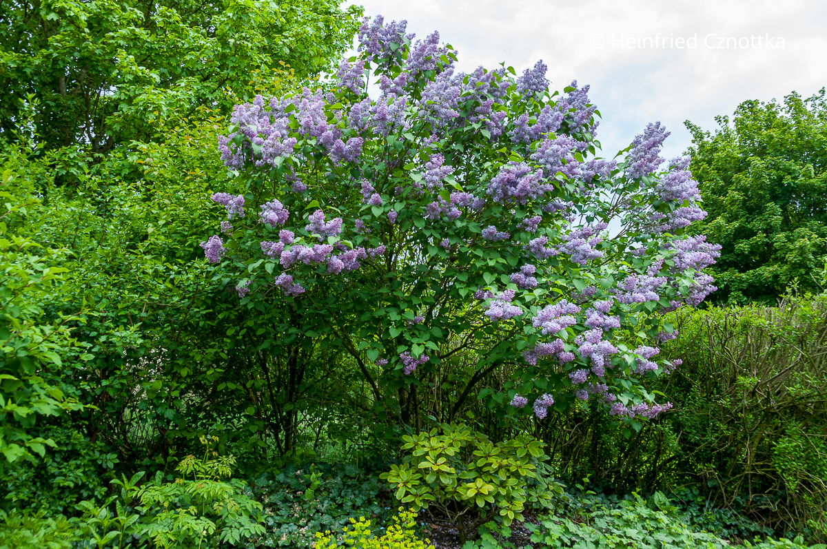 Ein Gewöhnlicher Flieder (Syringa vulgaris) mit hell violetten Blüten