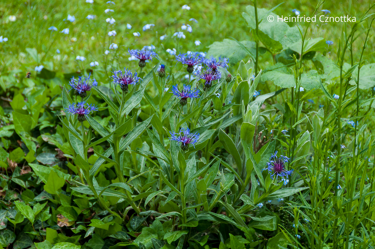 Staude für trockene Beete: Berg-Flockenblume (Centaurea montana) Staude für trockene Beete: Berg-Flockenblume (Centaurea montana) mit blauen Blüten