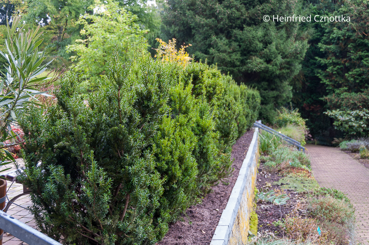 Eine Eibenhecke muss regelmäßig geschnitten werden. Hier  eine  Hecke aus (Taxus x media) 'Hicksii' vor dem Schnitt