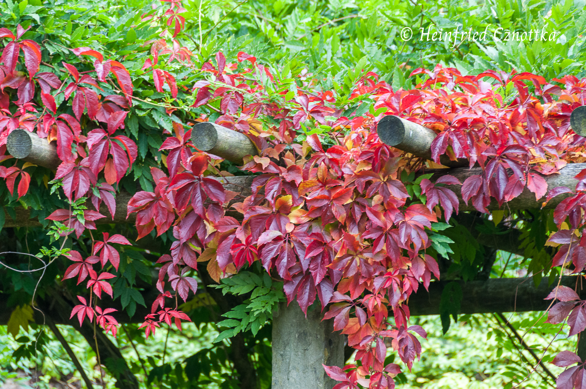 Herbstfärbung der Jungfernrebe (Parthenocissus quinquefolia)