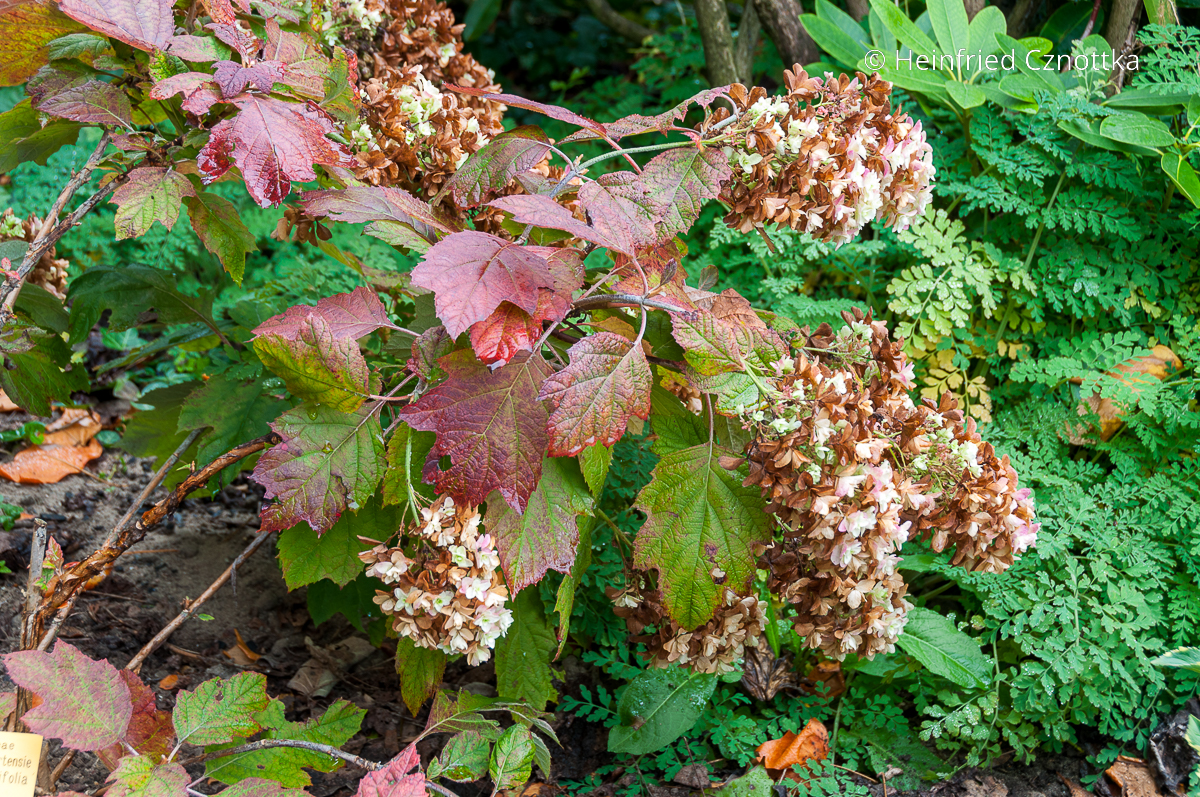 Herbstfärbendes Gehölz: Eichenblättrige Hortensie (Hydrangea quercifolia)