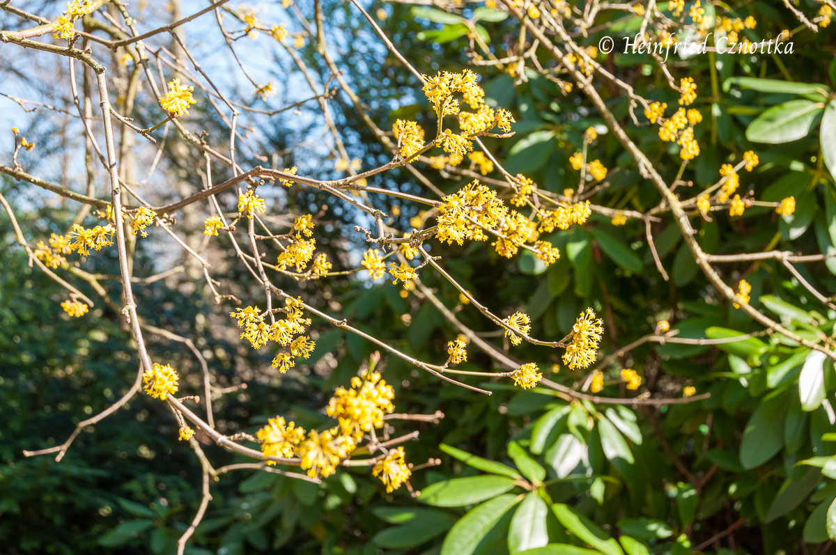 Blüten im Winter: Kornelkirsche (Cornus mas) 