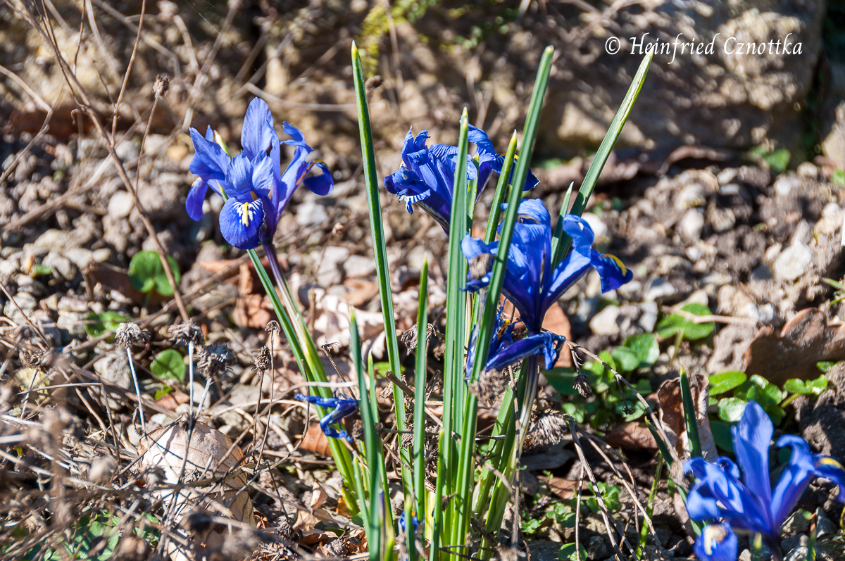 Netzblatt-Iris (Iris reticulata) "Harmony"