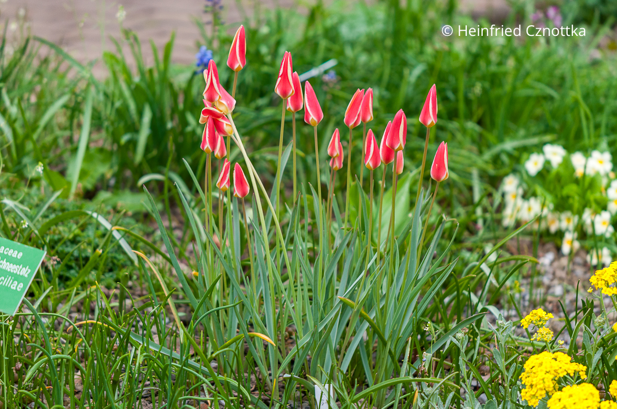 Damen-Tulpe (Tulipa clusiana) 'Peppermint Stick' 