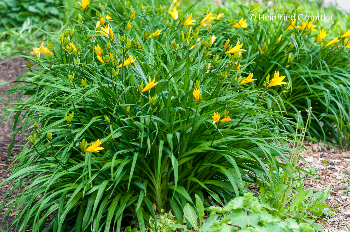 Grasähnliche Blätter: Die Taglilie (Hemerocallis) sorgt die ganze Saison über für Struktur im Beet Grasähnliche Blätter: Die Taglilie (Hemerocallis) sorgt die ganze Saison über für Struktur im Beet