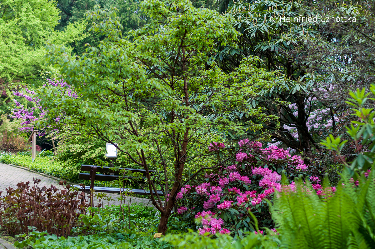 Zimtahorn (Acer griseum) kombinieren: mit Farn, Rhododendron und dem roten Austrieb eines Schaublattes