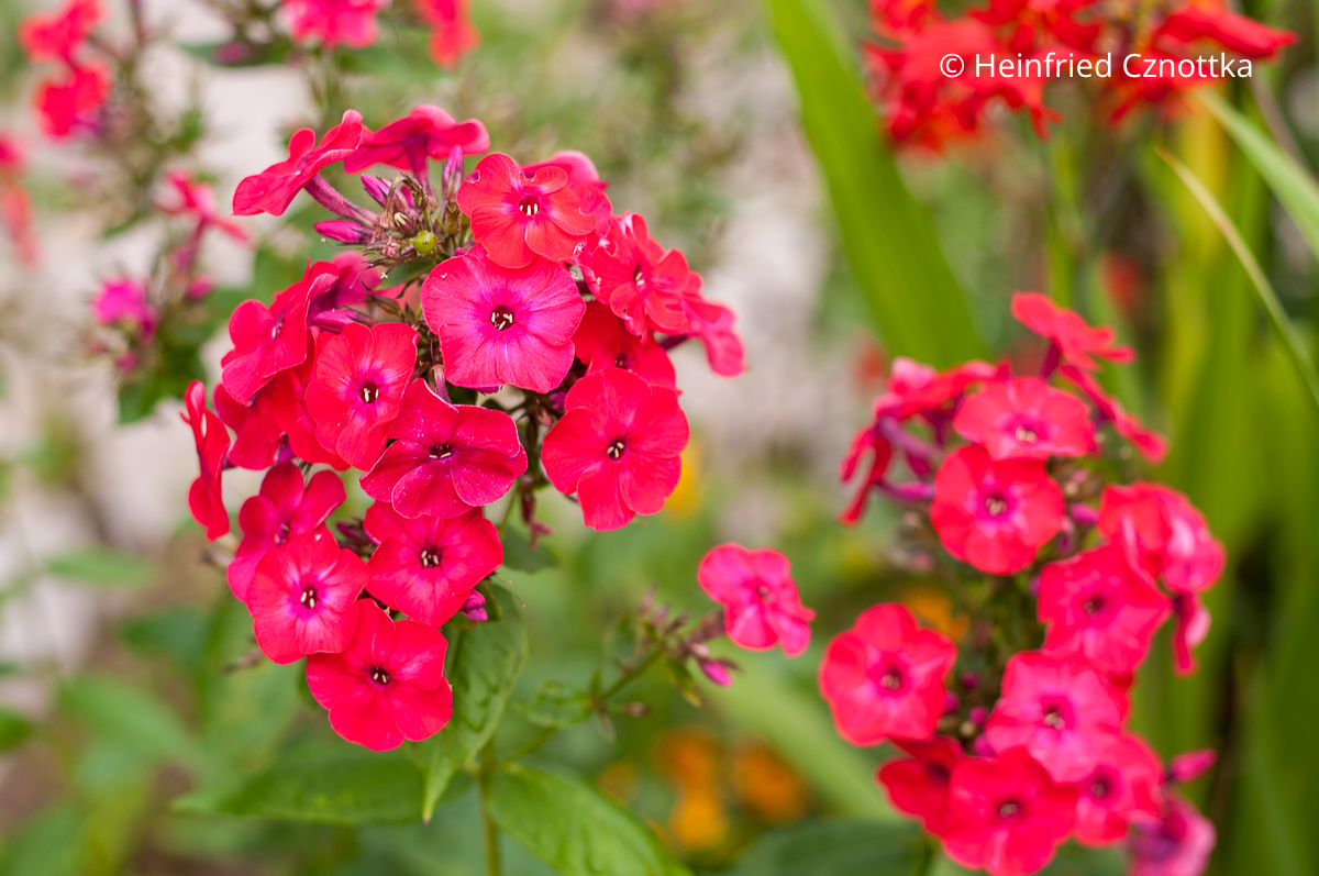 Hoher Sommer-Phlox (Phlox paniculata) 'Red Flame' Hoher Sommer-Phlox (Phlox paniculata) 'Red Flame'