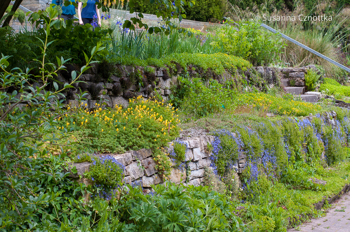 Scheinlerchensporn kombinieren: (Pseudofumaria lutea) mit Stern-Polster-Glockenblume (Campanula garganica) auf einer Mauer